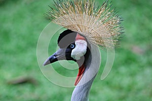 Closeup portrait of Grey Crowned Crane