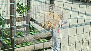 Closeup portrait of grey crowned crane behind green lattice