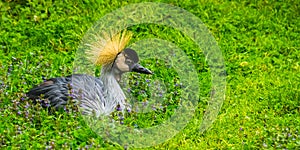 Closeup portrait of a grey crowned crane bird sitting in the grass, tropical bird specie from Africa