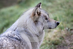 Closeup portrait of a grey wolf (canis lupus