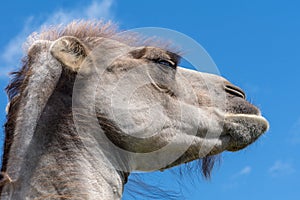 Closeup portrait of a grouchy male camel looking really sour