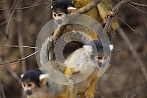 Closeup portrait of group of Golden Squirrel Monkey Saimiri sciureus playing on branch, Bolivia