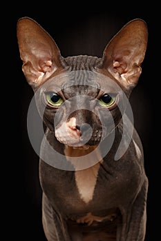 Closeup Portrait of Grumpy Sphynx Cat Front view on Black