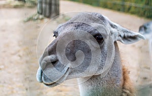 Closeup portrait of the Guanaco Lama guanicoe, a camelid native to South America