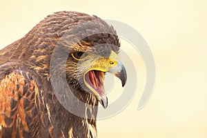 Closeup portrait of Harris Hawk falcon Parabuteo unicinctus with open beak. photo