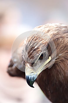 Closeup portrait of the head of a hawk in profile