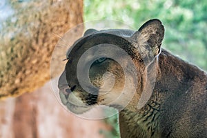 Closeup portrait of head of mountain lion with rocks in background