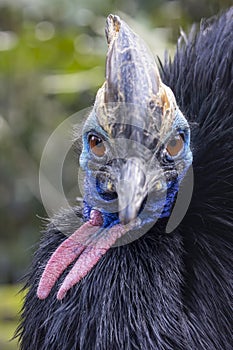 Closeup portrait of Helmeted cassowary