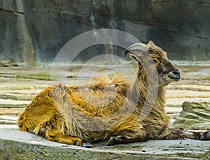 Closeup portrait of a himalayan tahr, tropical wild goat from the mountains of India and Asia