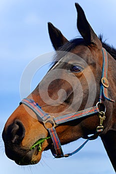 Portrait of a horse Equus ferus caballus Portrait eines Pferdes