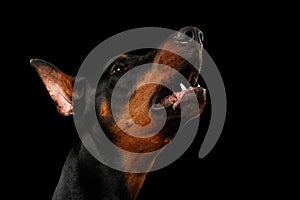 Closeup portrait of howling Doberman Pinscher Dog on isolated Black