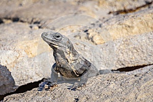 Closeup portrait of an Iguana Lizard sunbathing on a rock at the Mayan ruins. Riviera Maya, Quintana Roo, Mexico