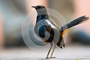 Closeup portrait of Indian Robin