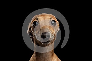 Closeup Portrait Italian Greyhound Dog Looking in Camera isolated Black photo