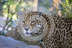 Closeup portrait of Jaguar Panthera Onca