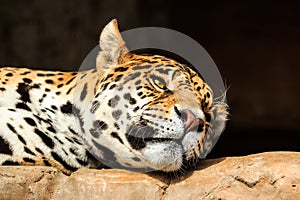 Closeup portrait of jaguar or Panthera onca