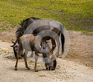 Closeup portrait of a juvenile brindled gnu with the parent in the background, common antelope specie from Africa