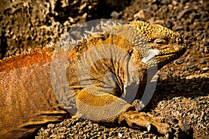 Closeup portrait of a land iguana in the Galapagos