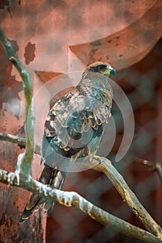 Closeup portrait of large hawk sitting on wooden branch behind big metal cage grid