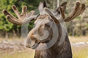 Closeup portrait of a large male moose buck