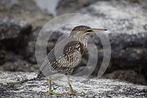 Closeup portrait of Lava Heron Butorides sundevalli standing on rocks Galapagos Islands