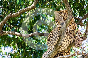 A closeup portrait of leopard on a tree inside Masai Mara national park reserve. Wildlife safari in Kenya, Africa
