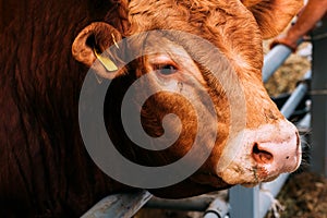 Closeup portrait of limousin bull