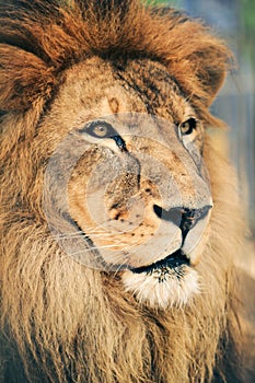 Closeup portrait of the Lion in the natural environment.