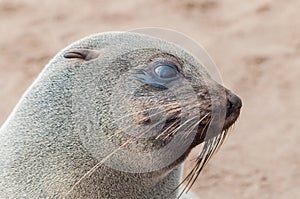 Closeup portrait of lion seal