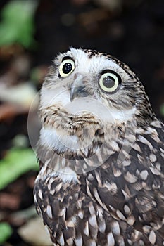 Closeup portrait of little long-legged owl