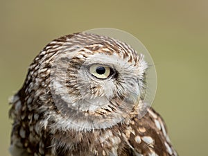 Closeup portrait of a little owl Athene noctua