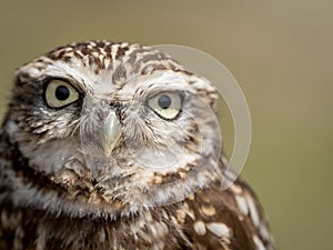Closeup portrait of a little owl Athene noctua