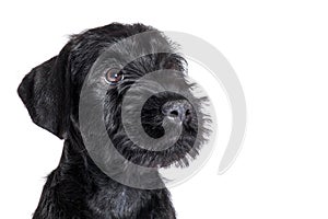 Closeup portrait of little puppy of black Mittel Schnauzer breed on white background with humiliating look.