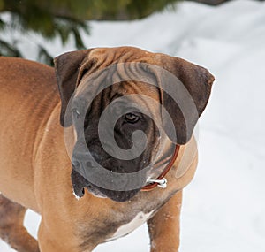 Closeup portrait of a little puppy of rare breed South African Boerboel on the background of snow.