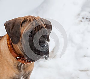 Closeup portrait of a little puppy of rare breed South African Boerboel on the background of snow.