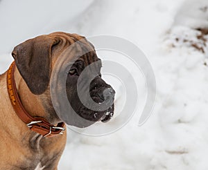 Closeup portrait of a little puppy of rare breed South African Boerboel on the background of snow.