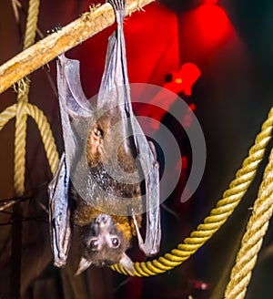 Closeup portrait of a lyle`s flying fox, tropical and vulnerable bat specie from Asia, Nocturnal halloween animal