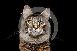 Closeup portrait Maine Coon Cat Isolated on Black Background
