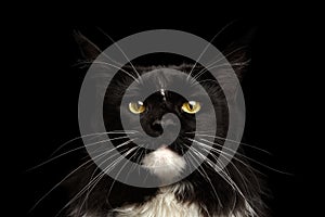 Closeup Portrait Maine Coon Cat Looking Camera, Isolated Black Background