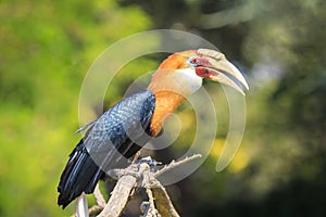 Closeup portrait of a male Blyth`s hornbill Rhyticeros plicatus