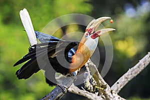 Closeup portrait of a male Blyth`s hornbill Rhyticeros plicatus