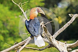 Closeup portrait of a male Blyth`s hornbill Rhyticeros plicatus, or Papuan hornbill in a green forest