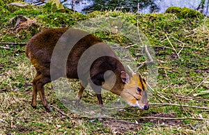 Closeup portrait of a male chinese muntjac grazing in the pasture, Barking deer from Asia