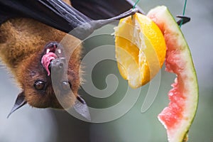 Closeup portrait of male fruit bat also known as flying fox hanging upside and down eating juicy orange and watermelon