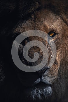 Closeup portrait of a male lion in the shadows