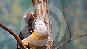 Closeup portrait of a male von der deckens hornbill sitting in a tree and opening its beak, tropical bird specie from Africa