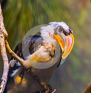 Closeup portrait of a male vond der Deckens hornbill bird, beautiful and colorful bird specie from Africa