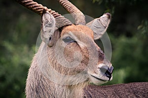 A closeup portrait of a male Waterbuck kobeus ellipsiprymnus in the Kruger National Park, South Africa