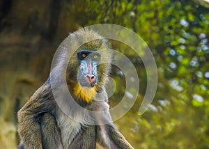 Closeup portrait of a mandrill monkey, vulnerable animal specie, tropical primate from cameroon, africa