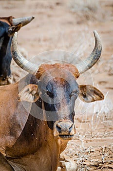 Closeup portrait of Mauritanian bull as part of a cattle herd in the Sahara desert, Mauritania, North Africa